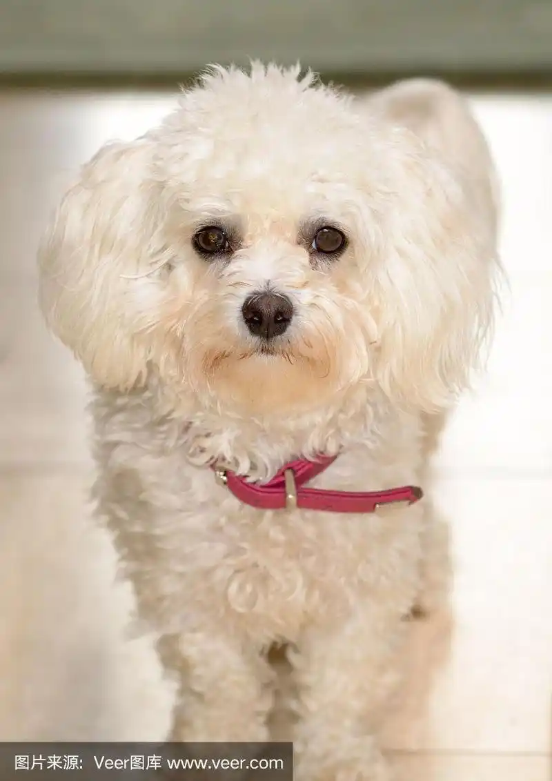 红色项圈的白色小卷毛玩具狮子狗