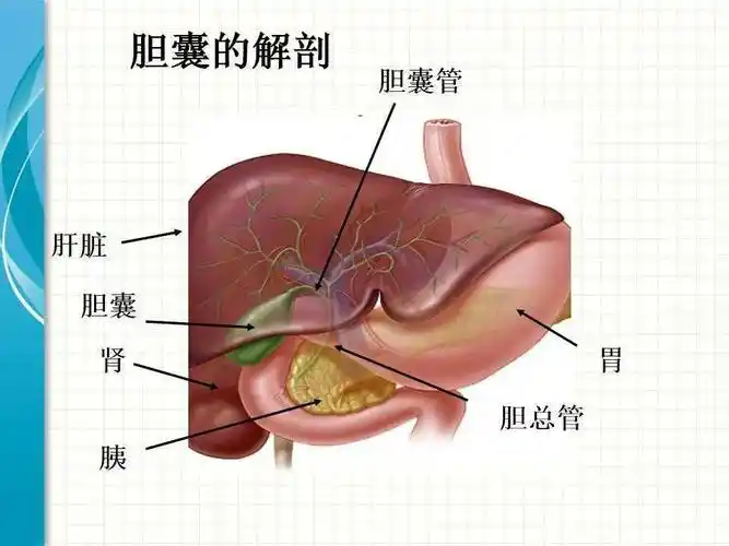 腹腔镜胆囊切除术护理查房_手机搜狐网