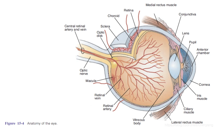the eyelids (upper and lower) are two movable structures