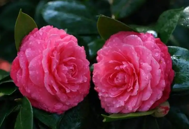 18 人 赞同了该文章   这个品种的山茶花,因为花朵形似茶花,而叶子又