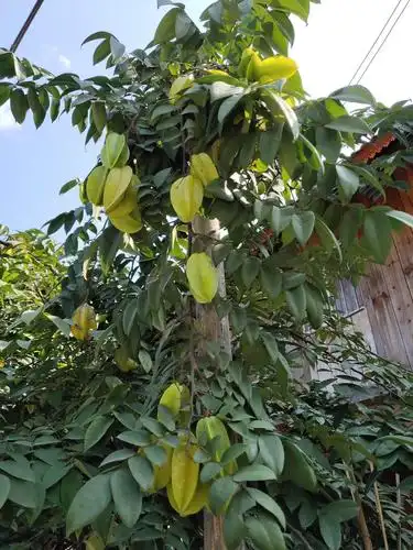 看杨桃树杨桃多不多