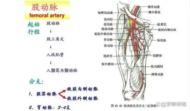 (一)股动脉解剖四,穿刺(二)材料准备(一)消毒铺巾三,术中准备造影剂