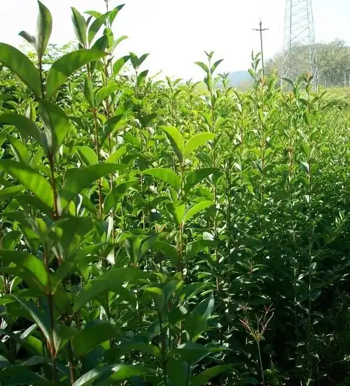 几种常见常绿阔叶乔木的养护方法