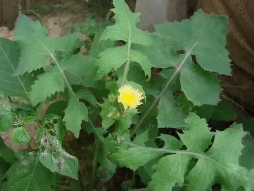 苦苣菜是我国南北常见的一种食药两用的野生草本植物,别名有苦菜,滇