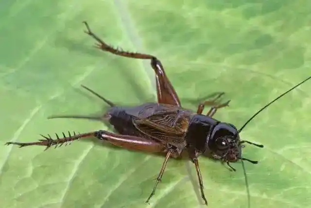 蛐蛐儿是一种古老的昆虫,学名蟋蟀,但大多数人都快忘了这个名字,几乎