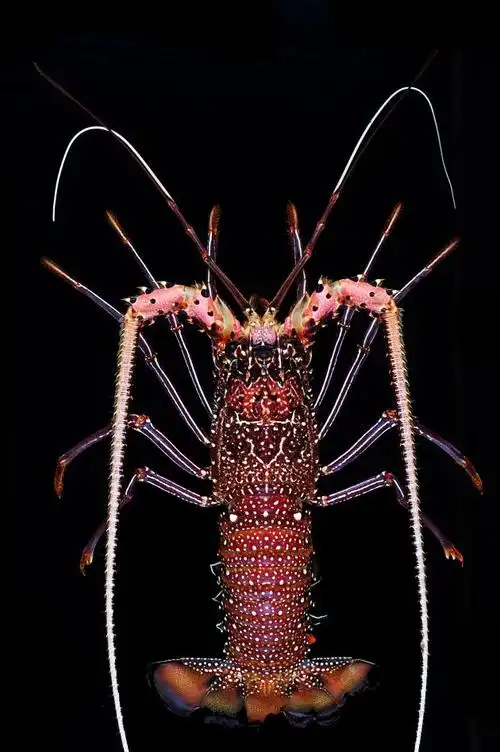 鉴定学名 条纹龙虾  panulirus femoristriga von martens, 1872待