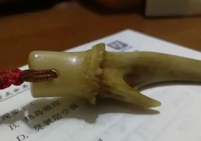 看到这里很多人都想给自己整一个,那么麂子角贵不贵呢?