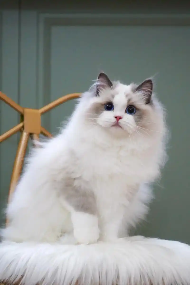 布偶多少钱一只,布偶猫咪宝宝找新家啦 目前两个月大了会劈叉的 - 抖