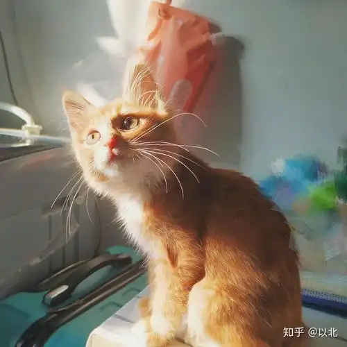 请问这只黄白色的猫是橘猫吗