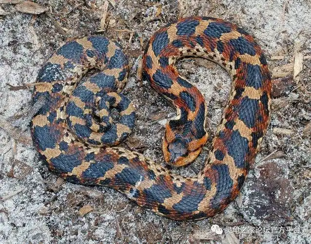 iucn红色名录 lcheterodon platirhinoseastern hognose snake东部