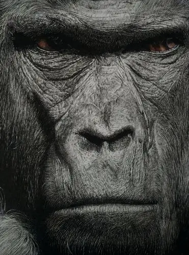 钢笔画黑猩猩|纯艺术|钢笔画|方寸lei - 原创作品 - 站酷 (zcool)