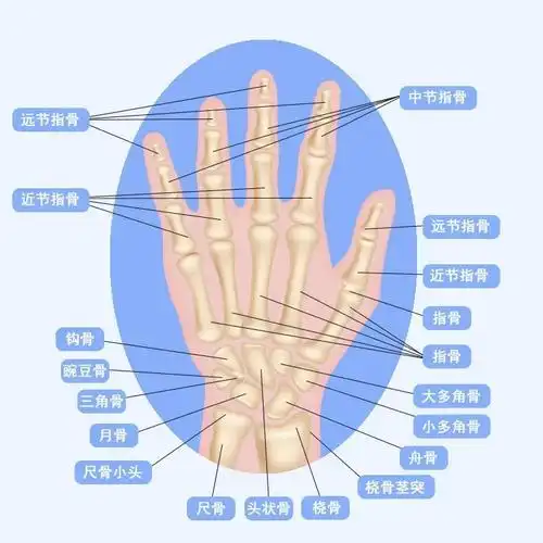 为什么选择手呢?