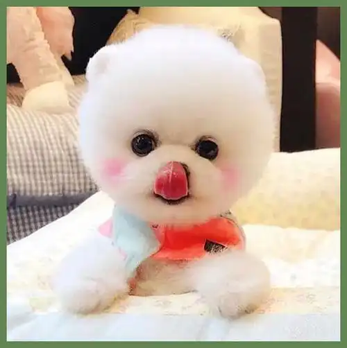 茶杯犬价格50元,在淘宝上看到一只茶杯狗(博美幼犬)