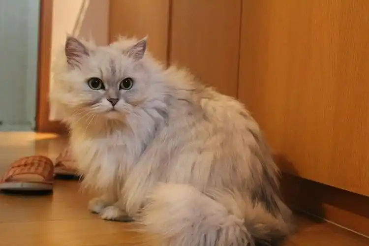 带你了解完金吉拉猫(什么叫金吉拉猫)