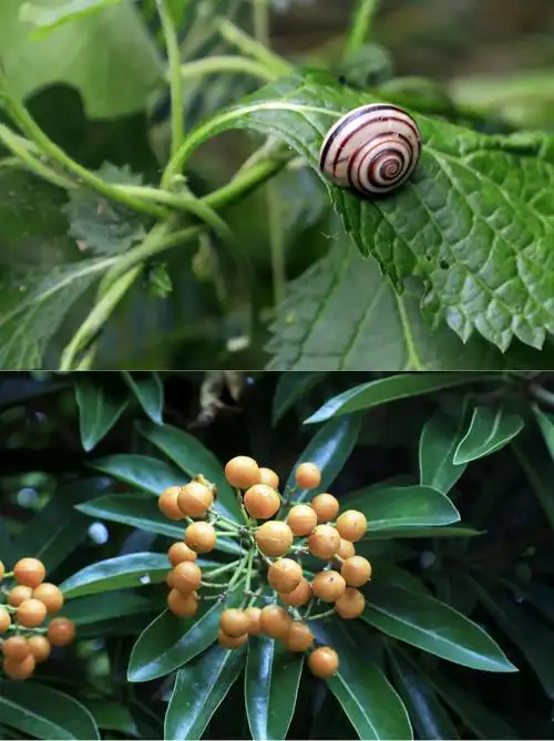 上面为斑卡拉蜗牛;下为琼崖海棠之果.