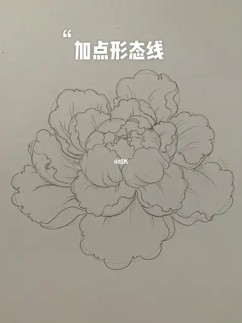 牡丹花 - 9252儿童网简笔画之手把手教你画牡丹一笔一笔的教画牡丹花