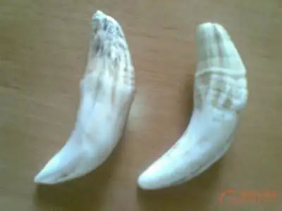 老虎牙齿有图片吗百度