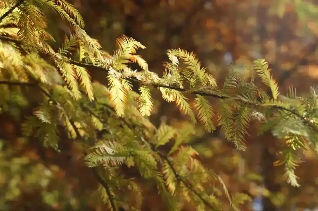 随手一拍便是大片,去绿华拍"杉"水秘境吗?