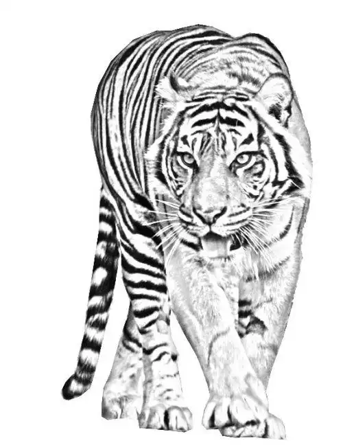 东北虎简笔画侧面3