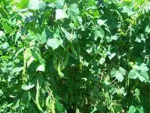 炼山村-白芸豆种植