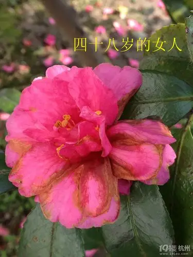 用花来形容女人的一生-单身女子会所-杭州19楼