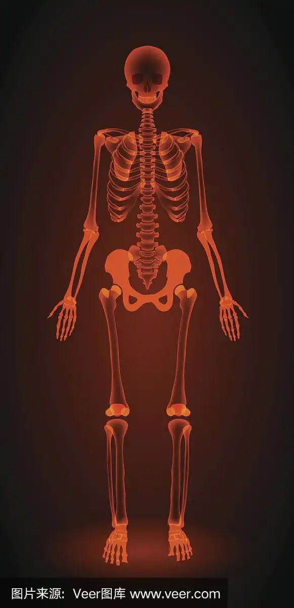 人类的骨骼,x射线