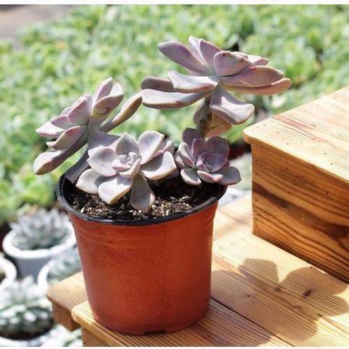 紫乐老桩多肉植物群生新款植物肉肉庄大颗盆栽乐老大悬崖紫色桩桩