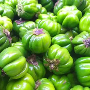 云南特色苦味蔬菜野生扁酸汤苦子苦茄新鲜傣族特色菜清凉泻火500g