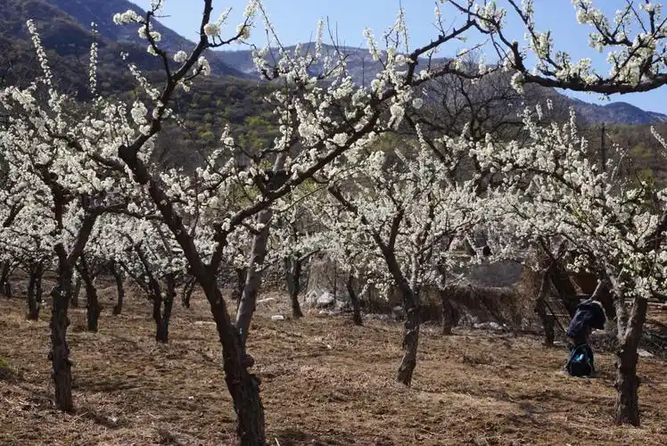 门头沟军庄东山梨园