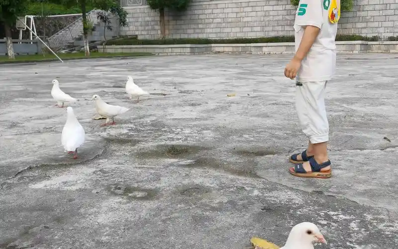 游戏白鸽,深圳凤凰山慈云阁寺庙前广场
