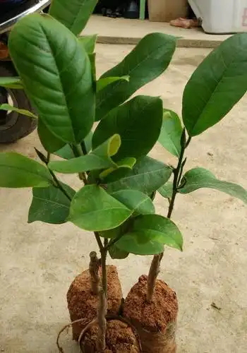 金枕榴莲苗 猫山王榴莲苗批发 广西榴莲苗供应 榴莲苗 广西榴莲苗品质