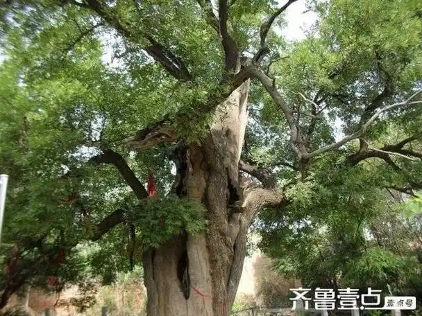 村口的那棵老槐树