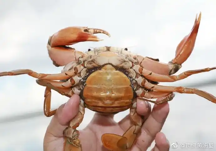 郑炳才黄油蟹源头基地