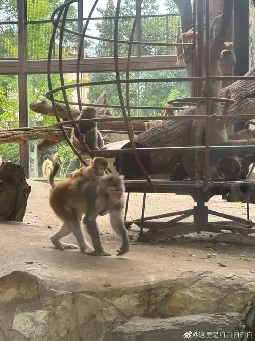 北京动物园##情侣##幸福##恋爱