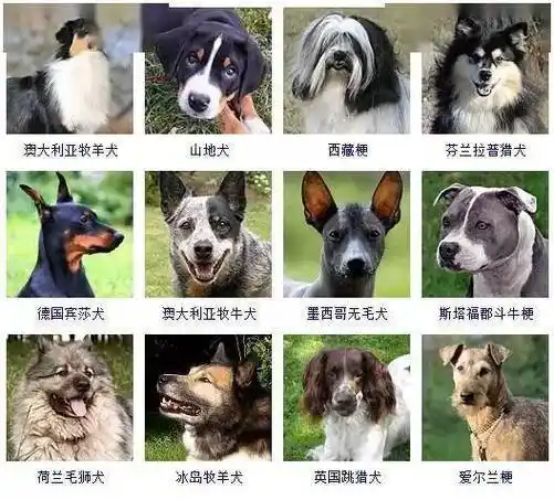 世界犬类智商排名-电白一中知识网