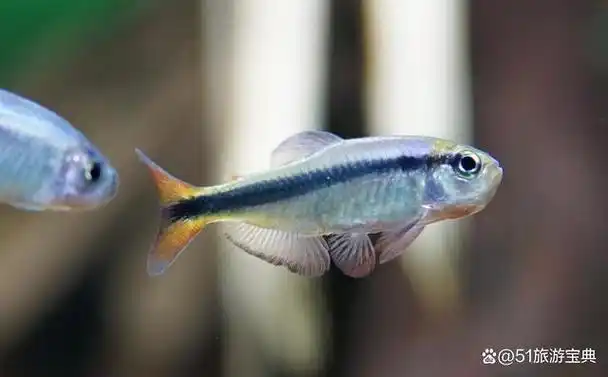 灯鱼必须亮灯才能饲养么?灯鱼身体是不是晚上会自动发光?