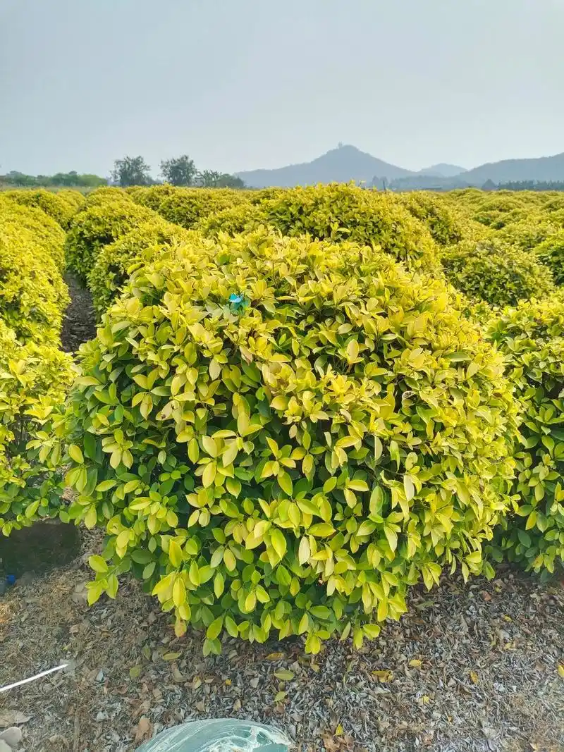 黄金榕球形 品种叫黄金榕球,图片球形规格是80-1米高度,80-1米宽度