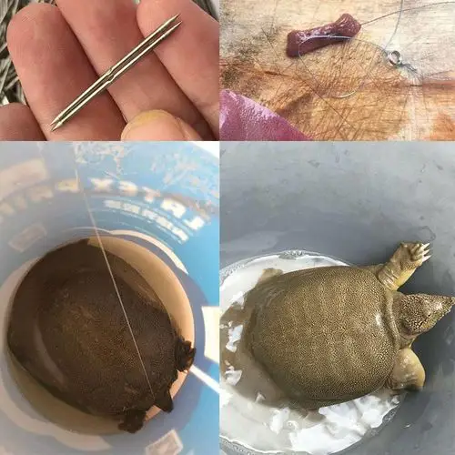 钓甲鱼钩王八团鱼鲶鱼黄辣丁直针双尖针黄鳝钩