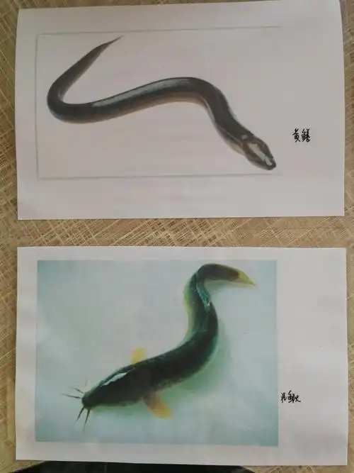 在科学区,老师提供了泥鳅和黄鳝的图片,让孩子们对比比较