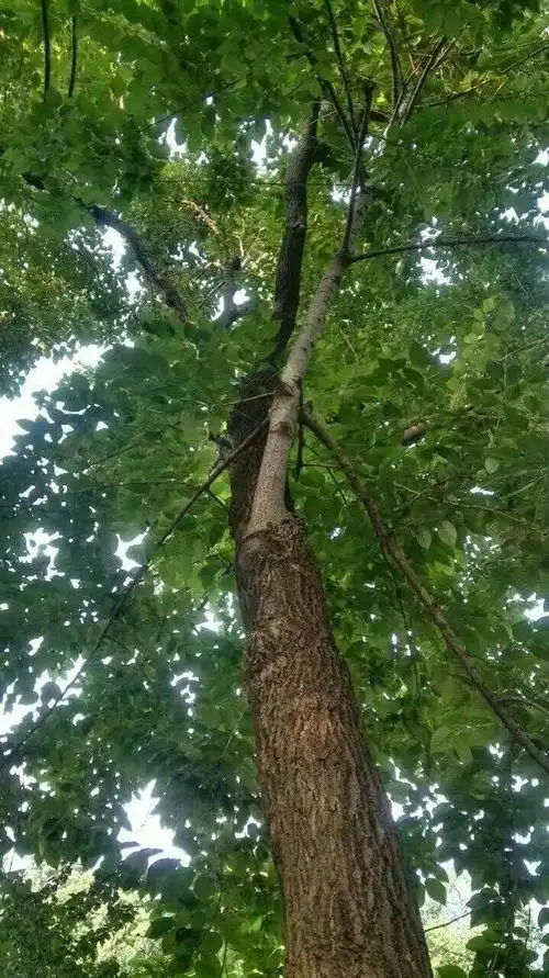 喜树,中国特有树种,全身都是宝,国家重点保护野生植物,认识吗