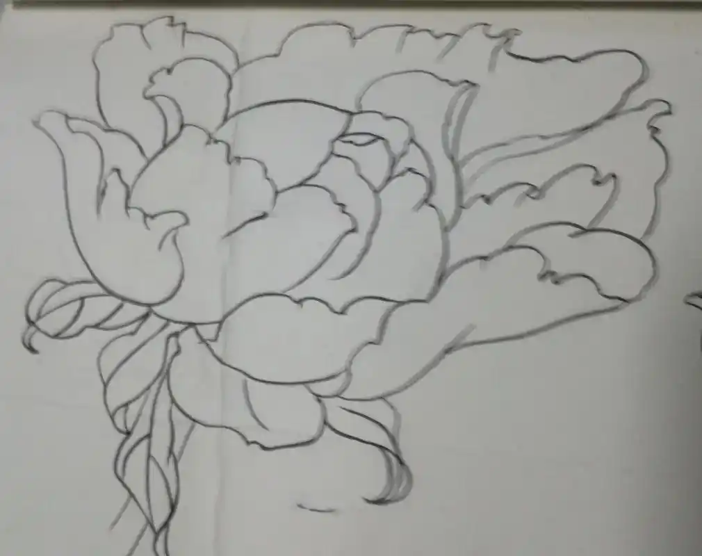 绘画练习 #自学画画打卡 :工笔白描牡丹花头. - 抖音