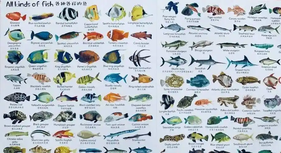 便携海洋博物馆,每个孩子都值得拥有_动物_单词_水母