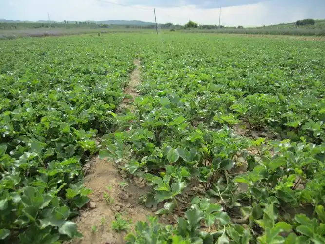 内蒙古药花香药材科技有限公司