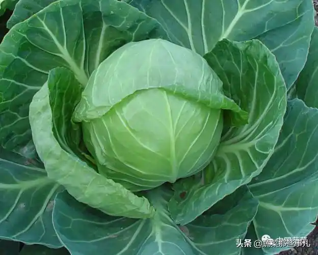 哪些品种受欢迎,怎样选择好品种?