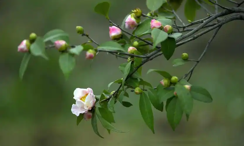 茶花—张焕贤花卉摄影作品选
