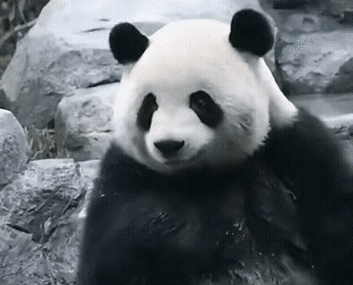 巧笑倩兮,美目盼兮,大熊猫界的美女熊,哪个是你的小可爱?