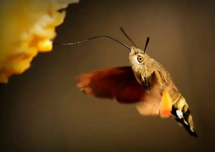 这种飞蛾是哪个品种?