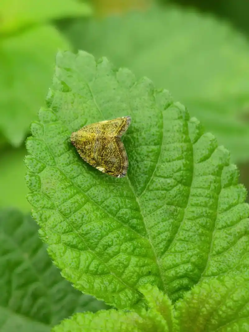 某种曲广翅蜡蝉?