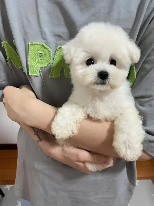 三个月小体比熊弟弟找新家