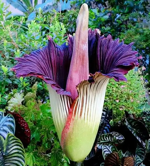 这20种神奇的植物怪异的花朵你认识几种1